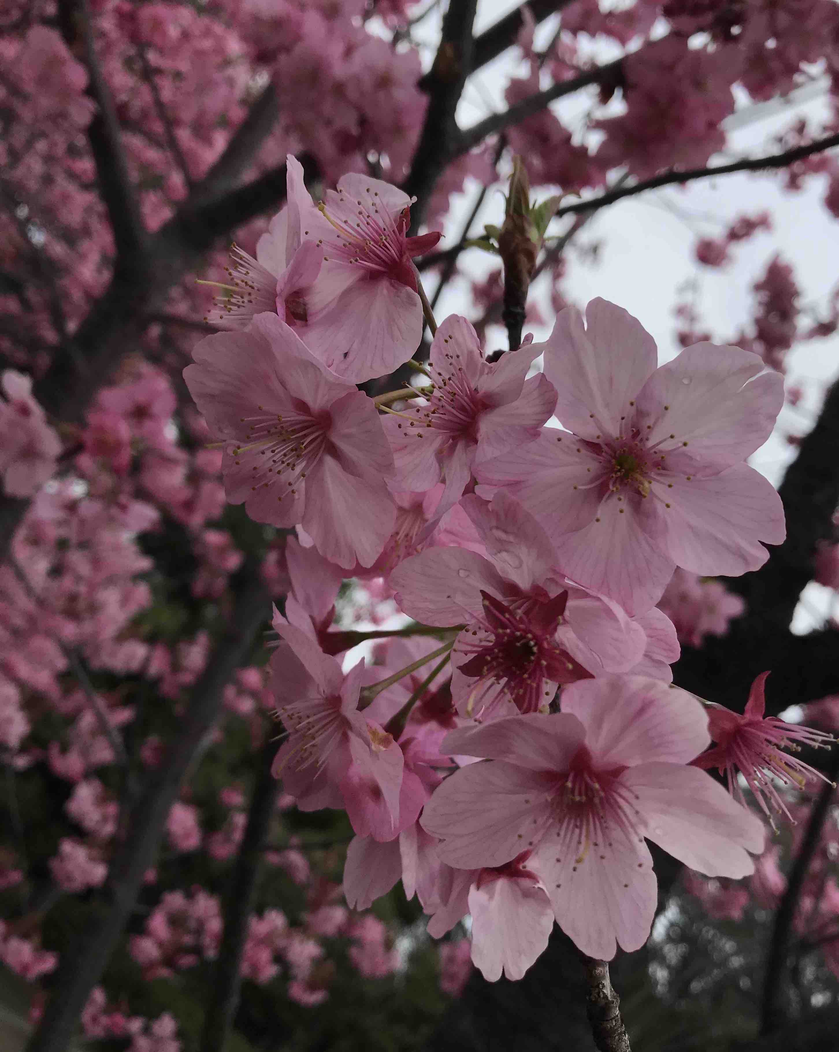 A little taste of Sakura Season in Japan
