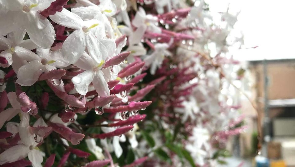 wet white and purple flowers in japan